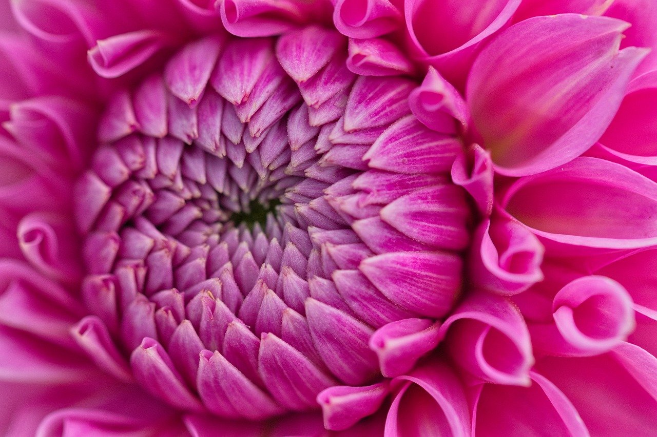 flower, dahlia, free background-8200546.jpg